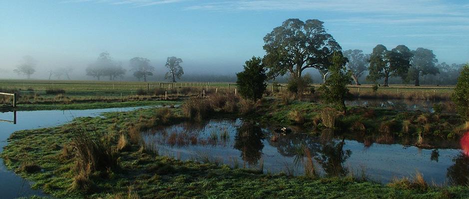 Created shallow wetland ponds, part of the Redman Bluff Wetland ecosystem at Grampians Paradise Camping and Caravan Parkland